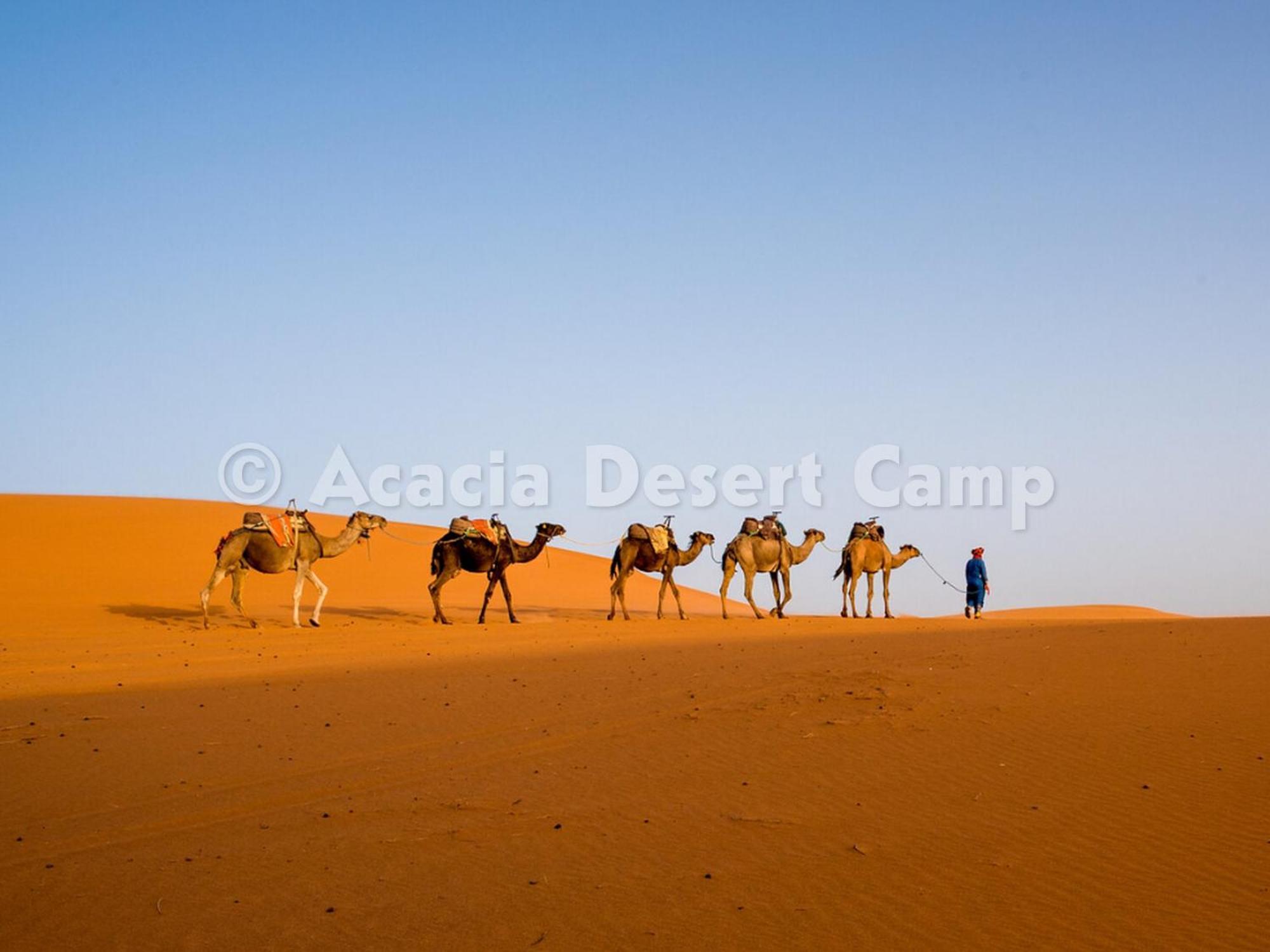 מלון מרזאוגה Acacia Desert Camp מראה חיצוני תמונה